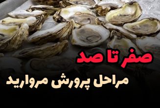 همه چیز در مورد پرورش مروارید