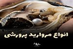 انواع مرواریدهای پرورشی اصل